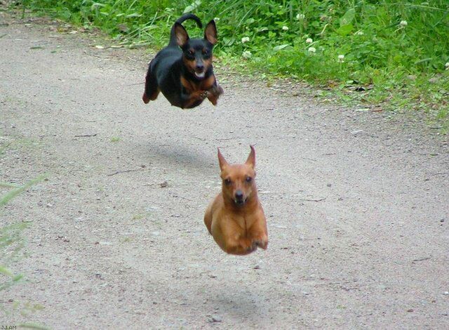 hoverdogs.jpg