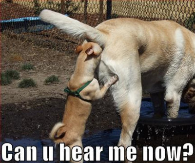 funny dog pictures. funnyanimals