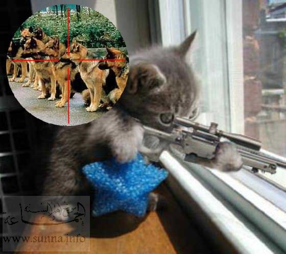 funny photos of cats. pics of funny cats with guns.